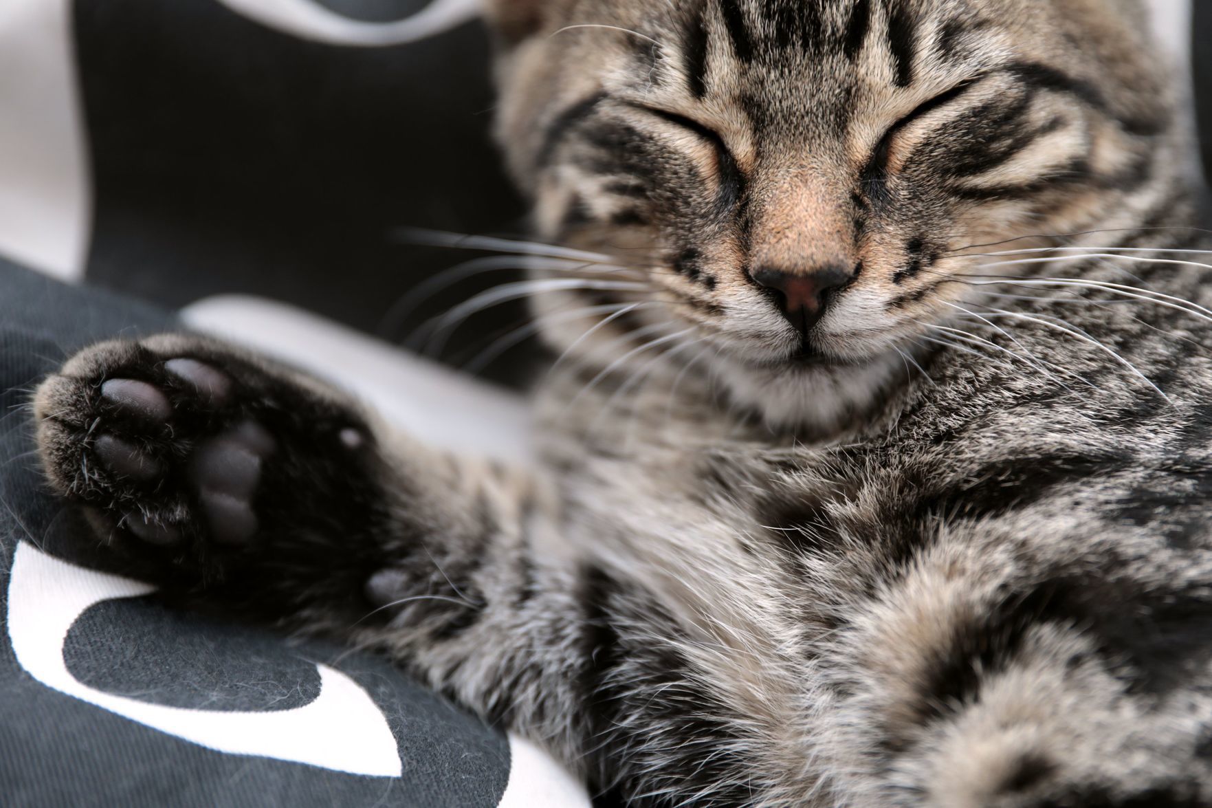 Mauhaus Cat Cafe and Lounge